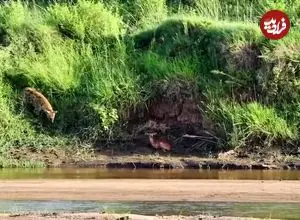 ببینید| ایمپالا قربانی حس بویایی کفتار شد