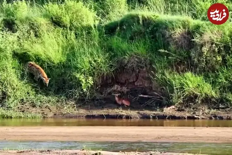 ببینید| ایمپالا قربانی حس بویایی کفتار شد