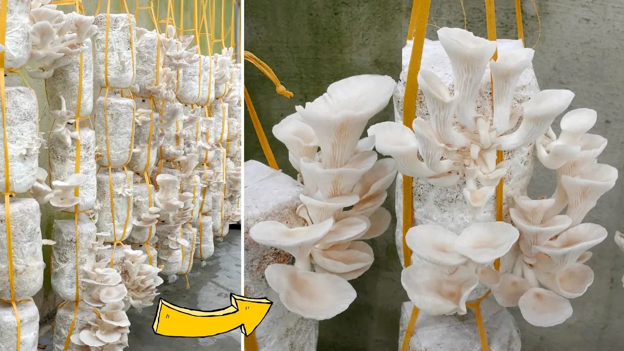 (ویدئو) نحوه پرورش قارچ خوراکی در خانه؛ با این روش 3 ماه قارچ برداشت کنید