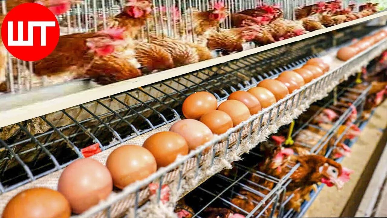 (ویدئو) چگونه میلیون ها تخم مرغ در مرغداری تولید می شود؟