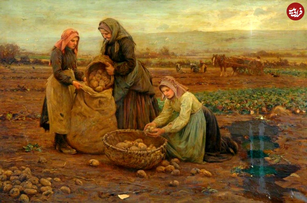 «سیبزمینی» چگونه از یک «غذای ممنوعه» به «خوراک پادشاه» تبدیل شد