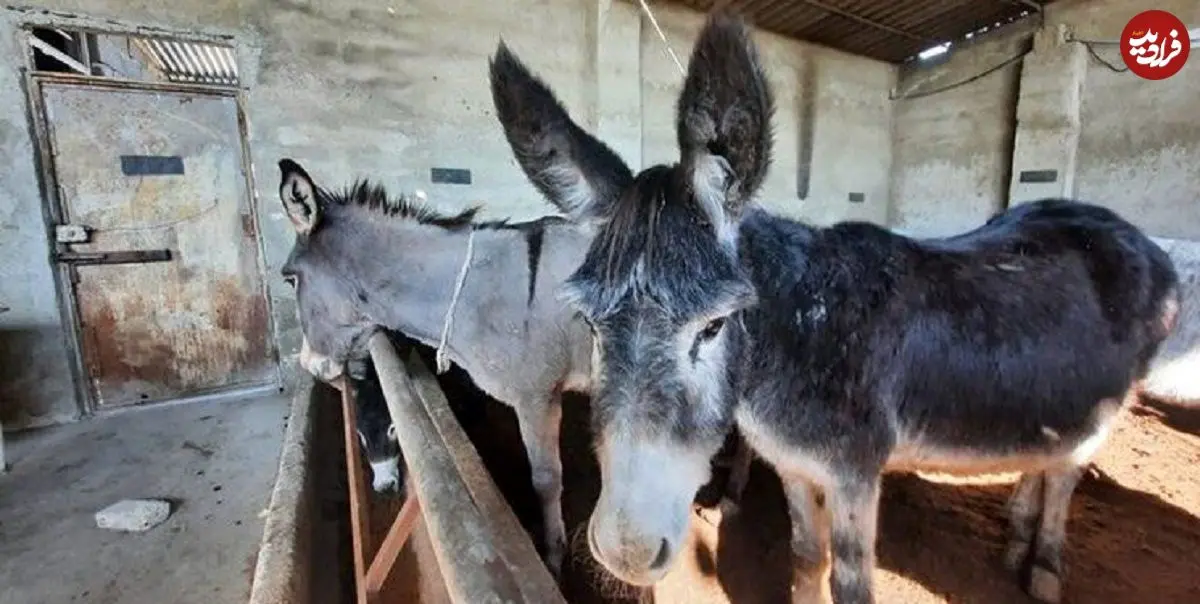 بازداشت خانواده سه‌نفره در پرونده کشتار غیرمجاز الاغ