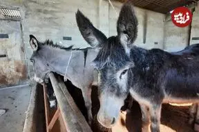 بازداشت خانواده سه‌نفره در پرونده کشتار غیرمجاز الاغ