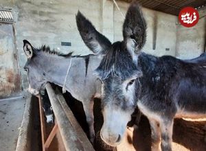 بازداشت خانواده سه‌نفره در پرونده کشتار غیرمجاز الاغ