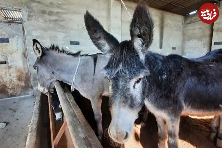 بازداشت خانواده سه‌نفره در پرونده کشتار غیرمجاز الاغ