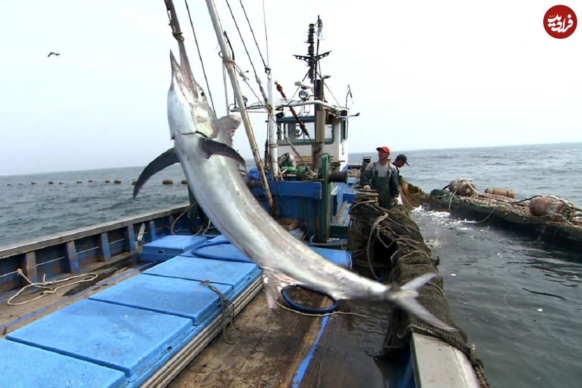 (ویدئو) صید شمشیر ماهی غول پیکر توسط صیادان کره ای