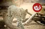 ببینید| ثبت تصویر پلنگ ایرانی در پارک ملی بمو توسط دو بانوی عکاس