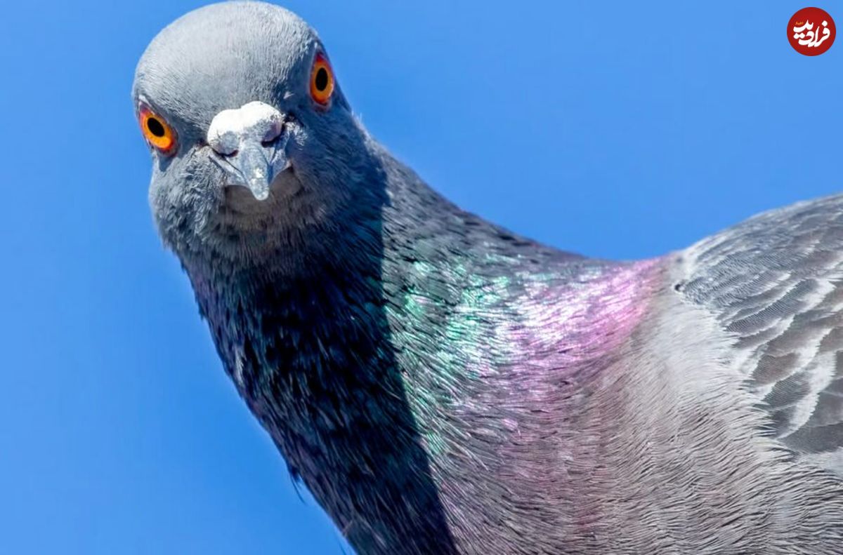 محققان: کبوترها و هوش مصنوعی از روش مشابهی برای حل مشکلات استفاده می‌کنند