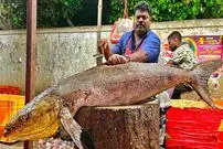 ببینید| مهارت خاص ماهی فروش هندی در برش زدن ماهی کوبیای 40 کیلوگرمی 