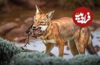 تصاویر؛ گرگ اتیوپیایی؛ سریع‌ترین و کمیاب‌ترین گرگ جهان که شبیه به روباه است و ۵۰۰ قلاده از آنها باقی مانده‌اند