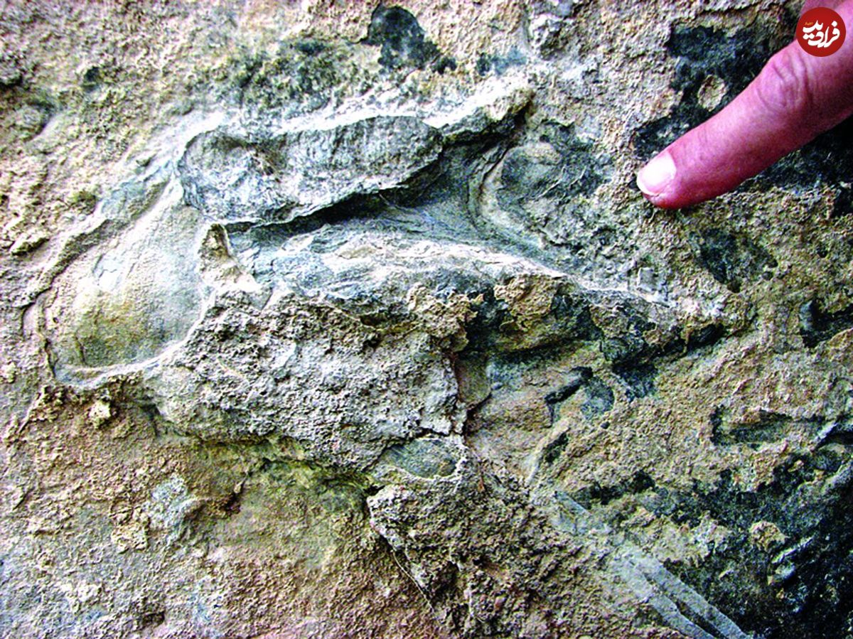 درباره روزی که رد پای دایناسور در ایران کشف شد