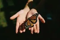 ( ویدیو) فیلمی شگفت‌انگیز از مراحل تولد یک پروانه