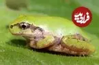 کشف باکتری خاصی در روده قورباغه که می‌تواند تومورهای سرطانی را نابود کند