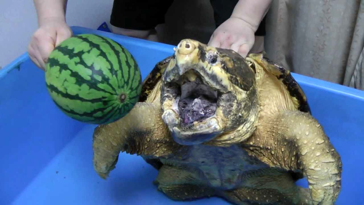 (ویدئو) قدرت عجیب لاک‌پشت گاز تمساحی ماقبل تاریخ در برش زدن هندوانه