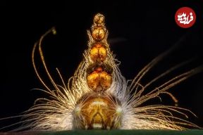 شاهکارهای عکاسی که برنده مسابقه «حیات‌وحش سال ۲۰۲۵» شدند؛ از «کفتار شهر ارواح» تا «ضیافت ماهیخوارها»