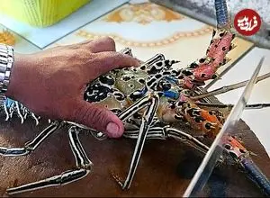 ببینید| غذای خیابانی در مالزی؛ پخت غذا با لابستر و ماهی در کوالالامپور