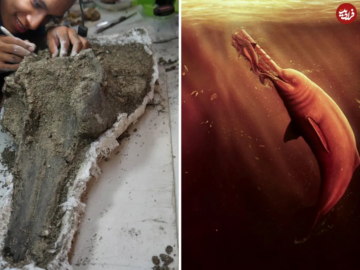(عکس) کشف جمجمه یک دلفین باستانی عظیم در آمازون 