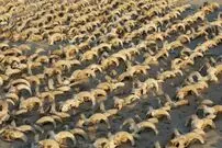 کشف 2000 کله قوچ مومیایی‌شده در معبد بزرگ‌ترین فرعون مصر باستان
