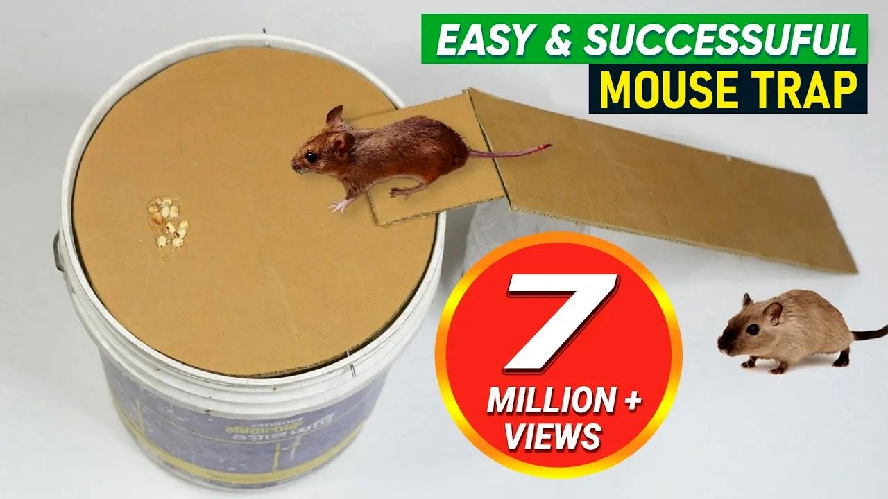 (ویدئو) یک روش ساده برای ساخت تله موش سطلی کاربردی به روش بنگلادشی ها