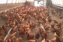 (ویدئو) ببینید این جوان ویتنامی چگونه 7 هزار جوجه محلی را به مرغ تبدیل می کند