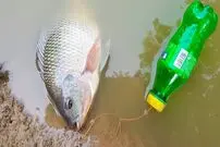 (ویدئو) ببینید این پسر نوجوان کامبوجی چگونه با تله بطری پلاستیکی ماهی می گیرد!