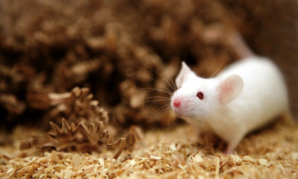 ( عکس) رشد گوش انسان روی بدن موش عجیب‌الخلقه‌!