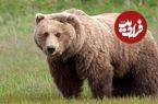 ببینید؛ آبتنی یک توله خرس در دریاچه سبلان و ارتفاع ۴۸۱۱ متری