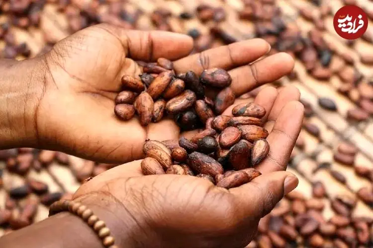 نوشیدنی کاکائویی که روند پیری را معکوس می‌کند