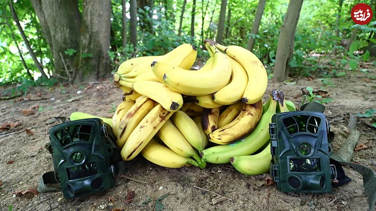 (ویدئو) اگر 10 کیلوگرم موز را وسط جنگل بگذارید، چه اتفاقی برای آن می افتد؟