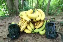 (ویدئو) اگر 10 کیلوگرم موز را وسط جنگل بگذارید، چه اتفاقی برای آن می افتد؟