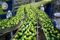 ببینید| مراحل دیدنی کاشت، برداشت و فرآوری صدها تن کلم بروکسل در هلند