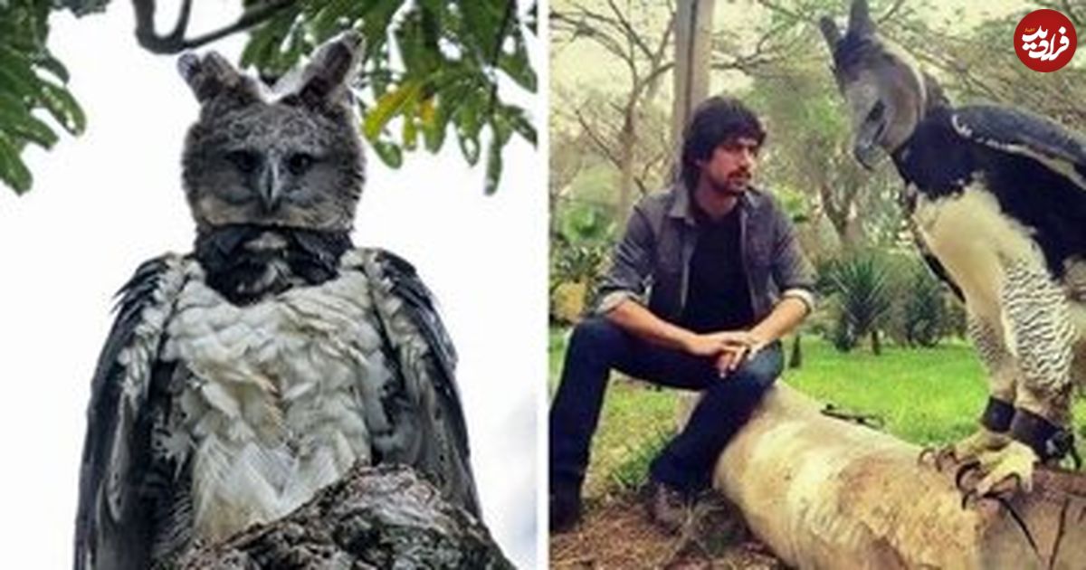 عکس؛ چنگال خوفناک عقاب هارپی؛ تصویری که کاربران اینترنت را شوکه کرد