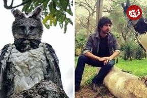عکس؛ چنگال خوفناک عقاب هارپی؛ تصویری که کاربران اینترنت را شوکه کرد