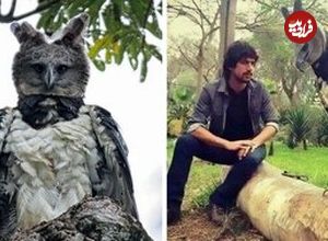 عکس؛ چنگال خوفناک عقاب هارپی؛ تصویری که کاربران اینترنت را شوکه کرد