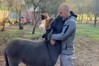 (ویدئو) ابراز علاقه دیوانه وار الاغ یتیم به صاحب‌اش قلب مردم جهان را تسخیر کرد
