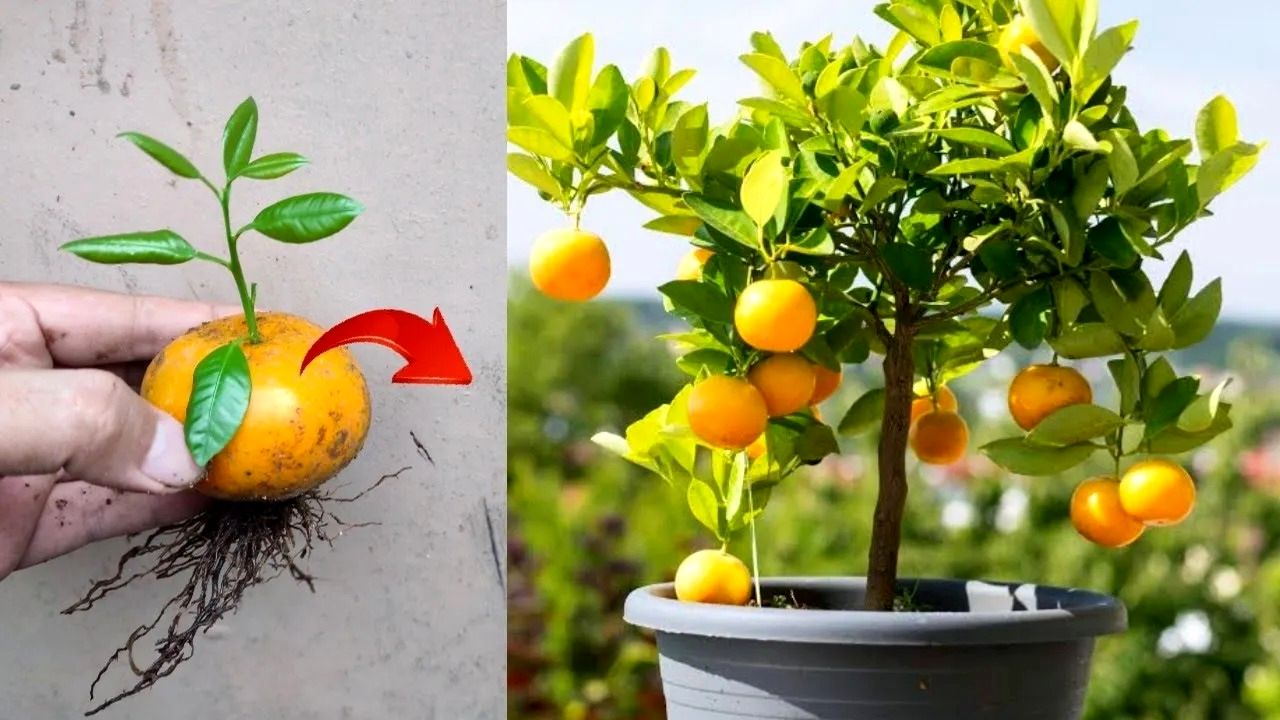 (ویدئو) چگونه میوه پرتقال را در یک گلدان خانگی پرورش دهیم و برداشت کنیم؟