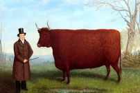 ماجرای نقاشی‌هایی که از «گاوهای مستطیلی» کشیده شده‌اند