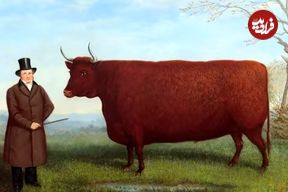 ماجرای نقاشی‌هایی که از «گاوهای مستطیلی» کشیده شده‌اند