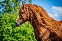 (عکس) با بلندترین و سنگین ترین اسب تاریخ آشنا شوید