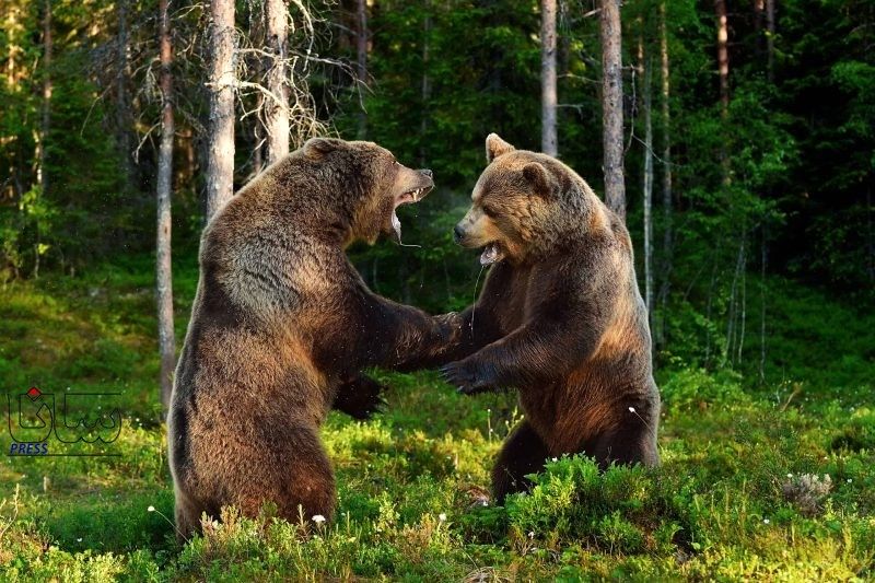 (ویدئو) مبارزه تمام عیار خرس‌های گریزلی در مسابقه فریاد زدن