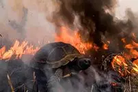 ببینید| فرار معجزه‌آسای لاک‌پشت از آتش؛ نجات دقیقه نودی از میان شعله‌ها 