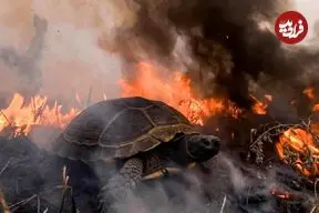 ببینید| فرار معجزه‌آسای لاک‌پشت از آتش؛ نجات دقیقه نودی از میان شعله‌ها 