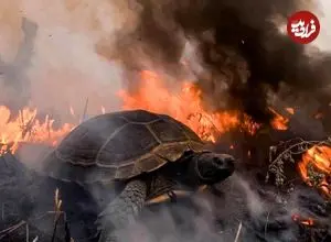 ببینید| فرار معجزه‌آسای لاک‌پشت از آتش؛ نجات دقیقه نودی از میان شعله‌ها 