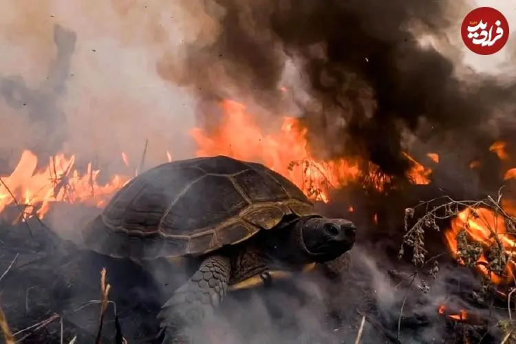 ببینید| فرار معجزه‌آسای لاک‌پشت از آتش؛ نجات دقیقه نودی از میان شعله‌ها 