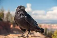 (ویدئو) همکاری دو کلاغ برای ربودن غذای گربه