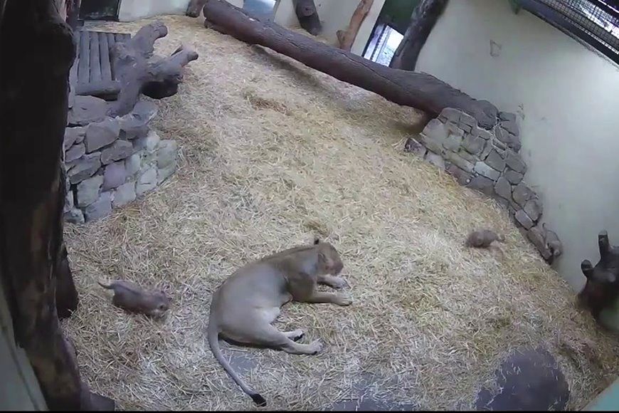 (ویدئو) وقتی بچه شیر چند روزه مادرش را زهره ترک می کند