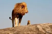 (ویدئو) ببینید چطور غریزه و مهر پدری شیر جوان را از مرگ نجات داد