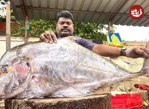 ببینید| مهارت دیدنی ماهی فروش هندی در برش زدن یک ماهی تراولی بزرگ