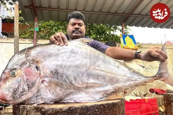 ببینید| مهارت دیدنی ماهی فروش هندی در برش زدن یک ماهی تراولی بزرگ