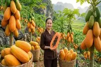 ببینید| غذای روستایی در چین؛ برداشت پاپایا و تهیه سوپ با آن در روستا